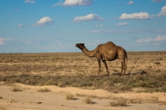 Uzbek Camels: much better suited to desert roads!